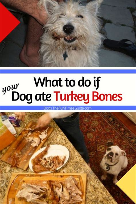 On its own or mixed in with other meat such as beef chunks. What To Do If Your Dog Ate Chicken Bones (…Or Turkey Bones ...