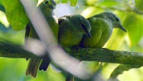 Ciri-Ciri Burung Opior Jawa dan Cara Perawatannya