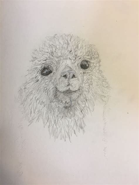 What to bring a friend recovering from surgery. Not finished yet, but the beginnings of a llama for my ...