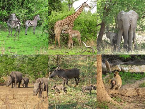 За́мбия (zambia), республика замбия (republic of zambia). Zambia - IVORY travel