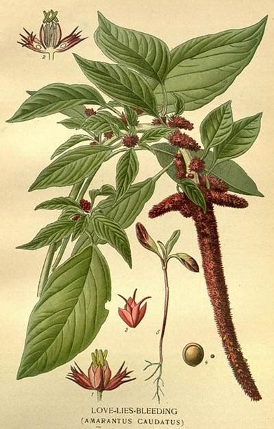 Beschreibungen und fotos von beinahe zwei tsd. Garten-Fuchsschwanz (Amaranthus caudatus) | Pflanzen ...