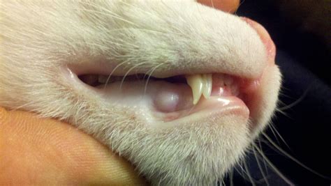 This breakage does not cause cats physical pain, and their whiskers will grow back. My kitten has TWO touching canine teeth on one side of his ...