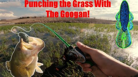 It being my second year as director, this was absolutely the last decision i wanted to make but considering the health and safety of our nashcampers, i felt that this was the most sustainable choice. Kayak Bass Fishing In The Grass | Googan Baits | Bonus Walleye & Catfish | Nebraska Fishing 2020 ...