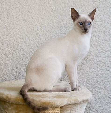 Even hairless cat breeds have different coat patterns and coat colors which include black self, lilac self, black and white, tortie and white, blue tortie and white, seal point and blue point. Dilutions and Modifiers of Coat Color in Cats | Color Genetics