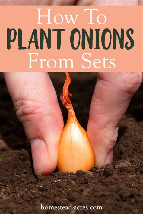How to preserve onions from the garden. Pin on Gardens