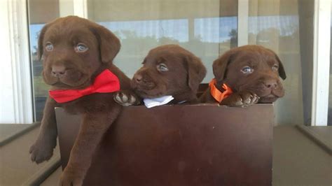 They will however still be prone to accidents if left for too long. 4 weeks old with brother and sister (With images) | Labrador retriever, Labrador, Chocolate lab