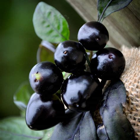 As pretty as they look, they contain a serious wallop! Black Pearl Hot Pepper Premium Seed Packet + More ...