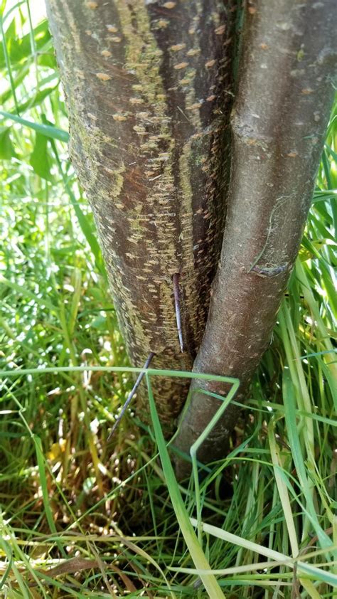 Might be a bradford pear (pyrus calleryana), a wild asian pear with formidable thorns like a podger and fruits like berries. Why does my plum tree have thorns? They are spiny solid ...