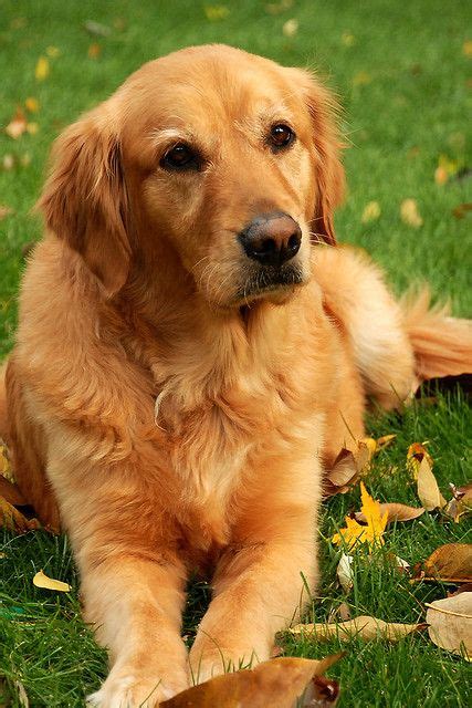 At golden retriever puppies, we strive to be your one stop shop for quality pet supplies online. Golden retrievers are terribly friendly and really like ...