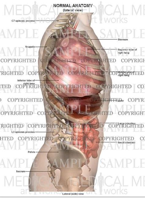 The chest anatomy includes the pectoralis major, pectoralis minor & serratus anterior. Lateral anatomy of the abdomen and chest — Medical Art Works