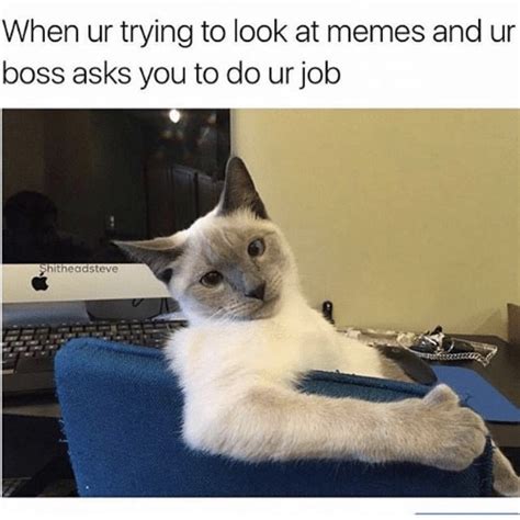 Then this collection of funny work memes compiled by bored panda is especially for you as there haven't been any more relatable. Great Job Meme Cat : Ottawa S Latest Instagram Star Is A ...