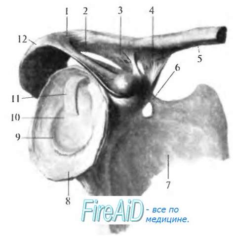 The opening is formed by drawing the healthy end of the colon through an incision in the anterior abdominal wall and suturing it into place. Топографическая анатомия: Плечевой сустав (articulatio ...