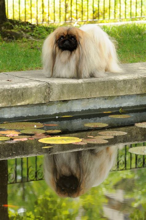 #Pekingese | Pekingese puppies, Pekingese, Pekingese dogs