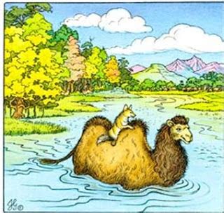 By moral stories 11:37 pm 14 comments. Jackal and the camel short story | Moral Short Stories for ...