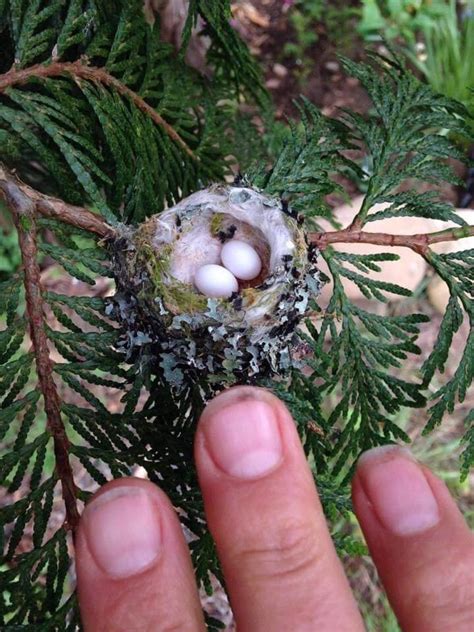 Hummingbirds typically lay two eggs that are roughly half an inch long, but once hatched the birds grow rapidly. This is what a hummingbird nest looks like. : pics