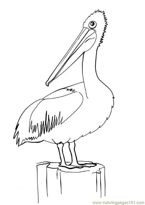 In case you don\'t find what you are. Pelican21 | Pelican art, Bird coloring pages, Rock ...