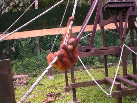 The semenggoh wildlife centre is a rehabilitation centre and already has collected 1000 wild animals, birds and reptiles since 1975. Matang Wildlife Centre : Travel Guide Kuching