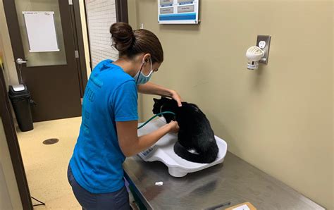 Humane Society offering spay/neuter services to public - The Creemore Echo