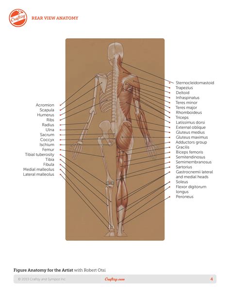 These bones are connected by ligaments and cartilage, including the meniscus, which cushions the area where the femur and tibia meet. Roberto-Osti-book-Basic-human-anatomy-page-4