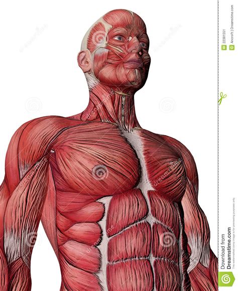 Acting together, muscles of each region (cervical, thoracic and lumbar) extend and maintain erect posture of vertebral column of their respective regions; Human Muscle Xray Torso Stock Image - Image: 22381551