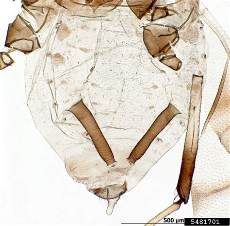 The insect pests mostly observed are root stock/rhizome weevil (cosmopolites sordidus) , stem borer (odioporus longicollis), thrips, banana beetle ( nodostoma subcostatum), banana aphid (pentalonia nigronervosa) and nematodes. banana aphid, Pentalonia nigronervosa (Hemiptera ...