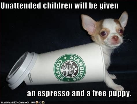 We did not find results for: toooo cute! | Starbucks, Dogs, Puppies pictures