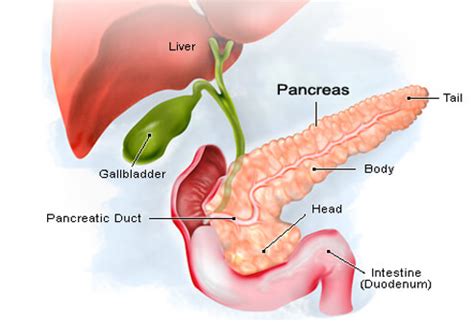 Symptoms of pancreatic cancer often do not appear until the later people who may have a higher risk of pancreatic cancer may wish to speak with a doctor about tests. De ayurvedische benadering en behandeling van ...