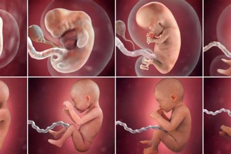 Dukung perkembangan bayi 8 bulan dengan stimulasi tepat. Gambar Bayi 4 Bulan Dalam Kandungan