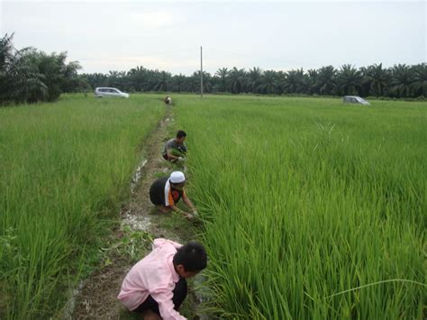 Salah satu mitra kami di kabupaten ngawi, pak naren menghasilkan panen padi hingga 12 ton. BAKTI DISEMAI DAN JANJI DITUNAI: PADI 77 HLT