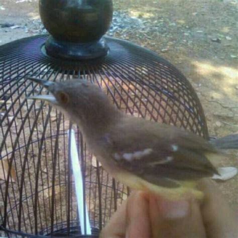 Burung milik pax eko fabafaba sf pecangakancomal bersatupemalangjawa tengahthailand. Ciblek Kristal Harga / Cara Ternak Burung Ciblek Kristal ...