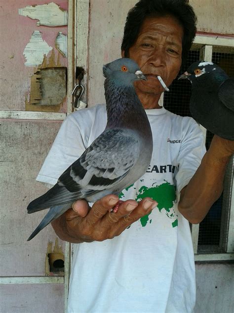 Bagi burung jalak kebo betina dan jantan juga memiliki jenis kicauan yang berbeda. jual merpati tinggi - Binatang Peliharaan