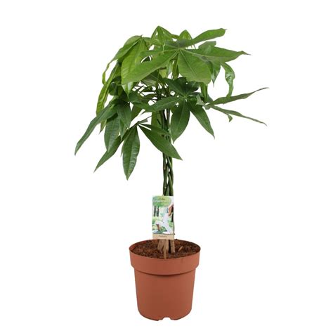 Un'altra pianta da appartamento che apporta colore alla stanza è la guzmania: Pachira (H 1 m) - acquista su Lovisetto Garden - Piante da ...