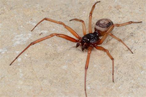 Black widows black widow spiders are the 31 members of the genus latrodectus , which is classified as a cobweb spider ( theridiidae ). Sex-starved spiders so big they can set off your burglar ...