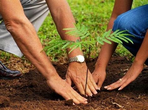 Affordable and search from millions of royalty free images, photos and vectors. WWF-Pakistan to plant 1.4M trees by August 2019 | The ...