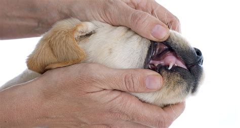 Here's a general timeline regarding what you can expect. Teeth and Puppy Teething - Ages and Stages