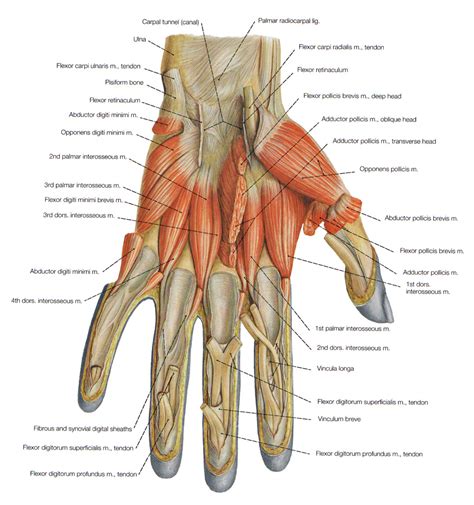 The names of the two muscles that bend and straighten the arm are biceps and triceps. muscles of the arm picture labeled - ModernHeal.com