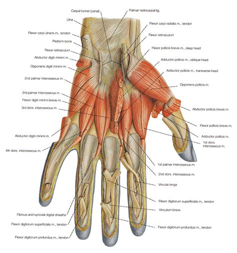 For instance, if you do an arm workout on monday. muscles of the arm picture labeled - ModernHeal.com