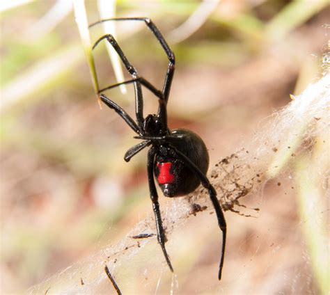 Orem, utah pest control and extermination services. Black Widow spider outdoors, with her red hourglass ...