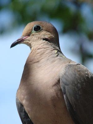 When a player with a pet dies, their pet will sit at the location of the player's death, invisible to alive players, but visible to all ghosts. Sawayer | Best pet birds, Doves, Dove bird