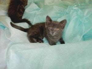 We provide full cat adoption services in the san fernando valley. Adopt Lucy on | Cats, kittens, Russian blue, Grey cats