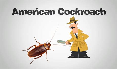 A dirty, dark and humid environment, is a place most preferred by roaches. Cockroaches - Do It Yourself Pest Control Guide - Depestify DIY