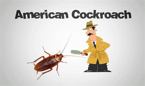 Imagine care® is your best defense against resistant roaches. Cockroaches - Do It Yourself Pest Control Guide ...