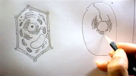 Cell organelles structure and parts. HOW TO DRAW THE DIAGRAM OF PLANT CELL AND ANIMAL CELL STEP ...