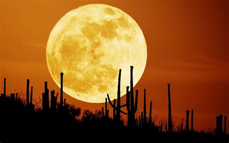 See firsthand the variety of desert animals that come to life after the sun goes down. moon sky desert night cactus HD wallpaper