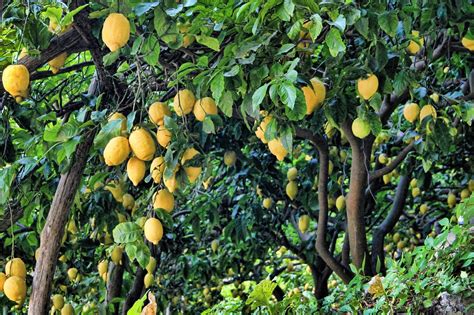 We did not find results for: Free photo: Lemon, Lemon Tree, Tree, Fruit - Free Image on ...