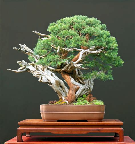 Andreas gröger.jpg 768 × 576; Bonsai-Ausstellung, Botanischer Garten München-Nymphenburg ...