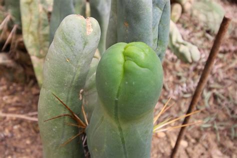 Pour un cactus en boule, il n'y a pas de possibilités de bouture. Connaissez-vous les cactus zizis ? | Plantes de cactus ...