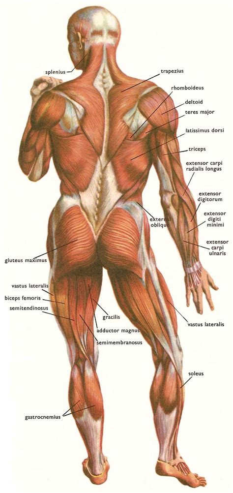 Parts of the body girl. Facts About Massage and the Human Body