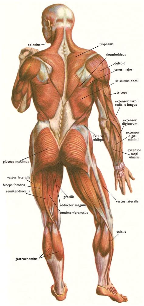 How does the muscular system works in the back. Facts About Massage and the Human Body