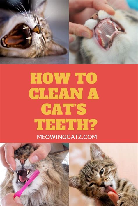 According to cornell university's feline health center, only 10. How to Clean a Cat's Teeth ? Cat teeth cleaning | Cat ...
